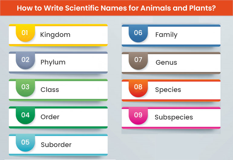 Scientific name example picture