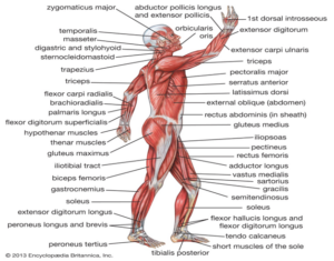 103 World Anatomy Research Topics for College Students